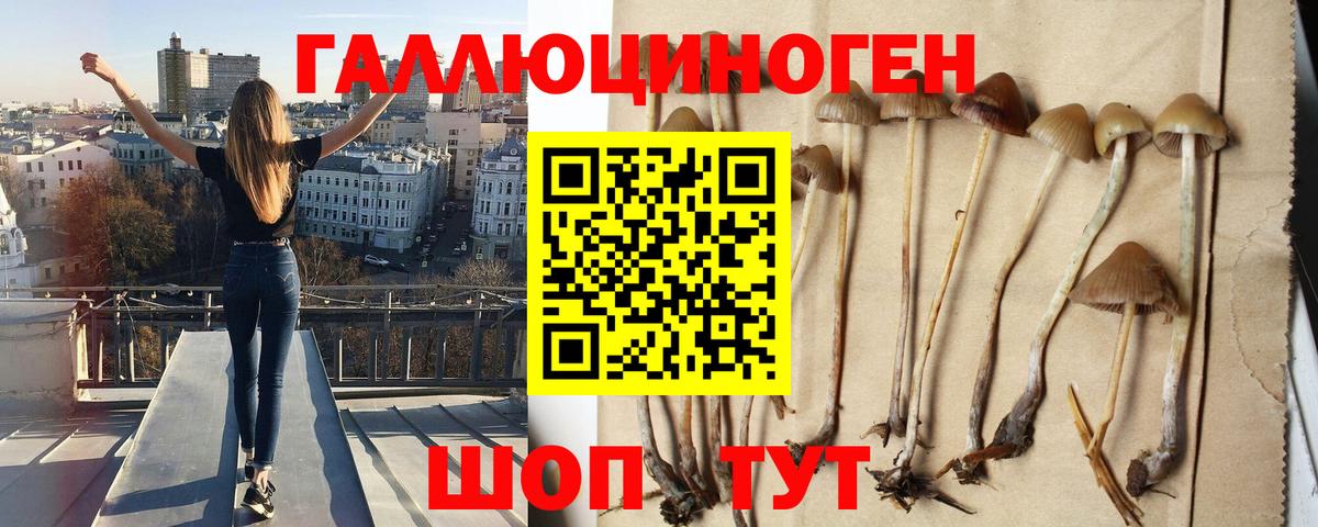 Свободный  купить наркоту  Вход с VPN  Псилоцибиновые грибы мухоморы  Псилоцибиновые грибы Psilocybe 